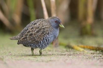 Australian Crake (Porzana fluminea) foraging, Victoria, Australia