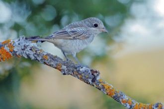 Woodchat Shrike (Lanius senator) juvenile perched on lichen covered branch, Andalusia, Spain