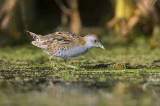 Baillon's Crake (Porzana pusilla palustris) foraging, Victoria, Australia