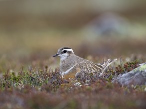 Eurasian Dotterel (Charadrius morinellus), Sweden