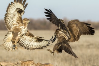 Common Buzzard (Buteo buteo) fighting, Castile-La Mancha, Spain