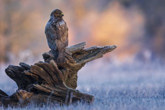 Common Buzzard (Buteo buteo) perched on a big old branch, Saxony-Anhalt, Germany