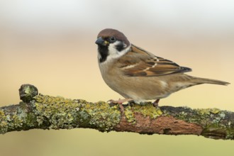 Eurasian Tree Sparrow (Passer montanus) perched on a branch, Lower Saxony, Germany
