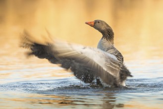 Greylag Goose (Anser anser) flapping, Baden-Wuerttemberg, Germany