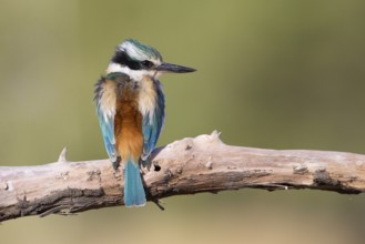 Red-backed Kingfisher (Todiramphus pyrrhopygius) male, Queensland, Australia