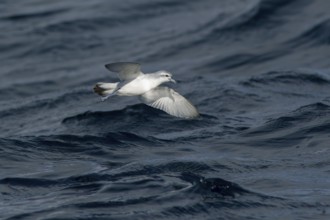 Fairy Prion (Pachyptila turtur) flying, Victoria, Australia