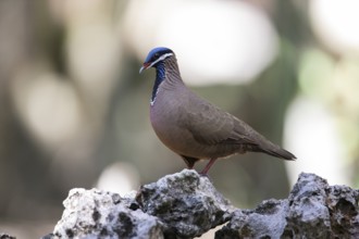 Blue-headed Quail-Dove (Starnoenas cyanocephala), Cuba