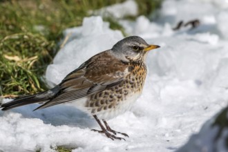 Fieldfare (Turdus pilaris) at an icy creek, Mecklenburg-Western Pomerania, Germany