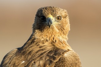 Bonelli's Eagle (Aquila fasciata) juvenile, Castile-La Mancha, Spain