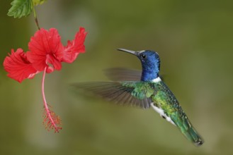 Hummingbird White-necked Jacobin, Florisuga mellivora, flying next to beautiful red hibiscus flower
