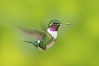 White-bellied Woodstar, hummingbird with clear green background. Bird from Tandayapa. Hummingbird