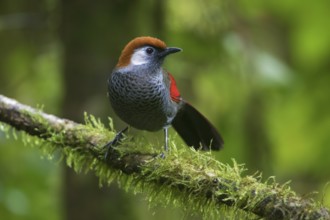 Red-tailed Laughingthrush (Trochalopteron milnei) perched on a log, Ngoc Linh, Vietnam