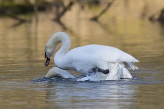 Mute Swan (Cygnus olor) pair mating, Baden-Wuerttemberg, Germany