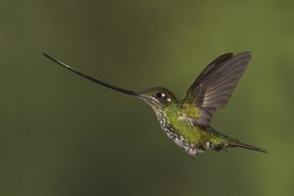 Sword-billed Hummingbird (Ensifera ensifera), Ecuador