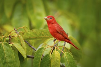 Summer Tanager, Piranga rubra, red bird in the nature habitat. Tanager sitting on the green palm