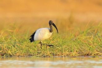 Bird in water grass. Wildlife scene from Chobe, Botswana. Sacred Ibis, Threskiornis aethiopicus,