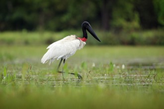 Jabiru, Jabiru mycteria, black and white bird in green water with flowers, Pantanal, Brazil.