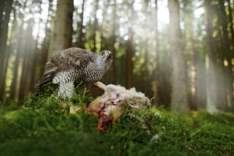Goshawk, Accipiter gentilis, feeding on killed hare in the forest. Bird of Prey with fur catch in