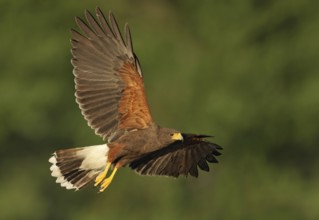 Harris's Hawk (Parabuteo unicinctus) flying, Texas, USA
