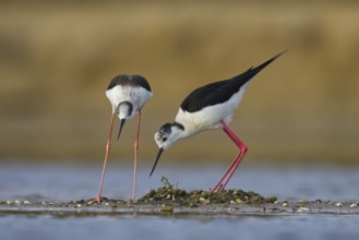 Black-winged Stilt (Himantopus himantopus) pair at nest, North Rhine-Westphalia, Germany