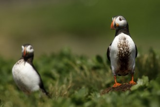 Atlantic Puffin (Fratercula arctica), Farne Islands, United Kingdom