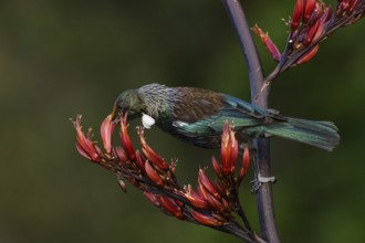 Tui feeding on New Zealand flax (Phormium tnax) nectar