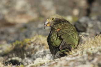 Kea (Nestor notabilis)