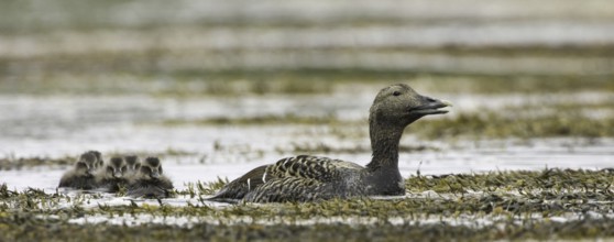 Common Eider (Somateria mollissima) juvenile, Iceland