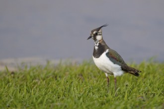 Northern Lapwing (Vanellus vanellus) female, Austria