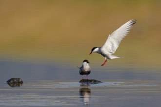 Whiskered Tern (Chlidonias hybrida), Greece