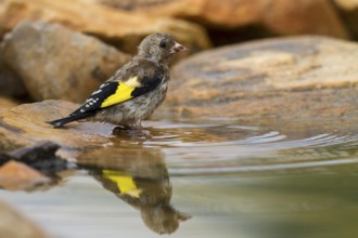 European Goldfinch (Carduelis carduelis) juvenile, Alicante, Spain