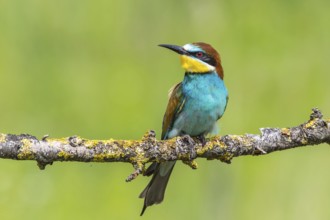 European Bee-eater (Merops apiaster) perched on a branch, Subotica, Serbia