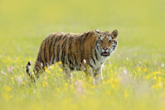 Tiger with ping and yellow and pink flowers. Siberian tiger in beautiful habitat. Amur tiger