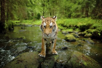 Amur tiger walking in river water. Danger animal, tajga, Russia. Animal in green forest stream.
