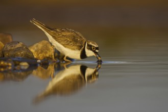 Little Ringed Plover (Charadrius dubius) foraging, North Rhine-Westphalia, Germany