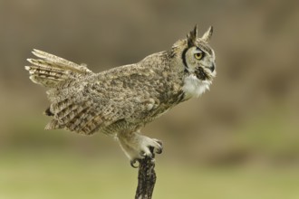 Great Horned Owl (Bubo virginianus), Texas, USA