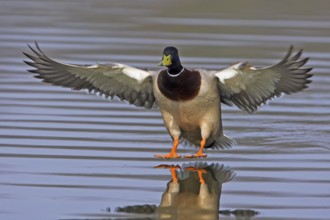 Mallard (Anas platyrhynchos) male flying, Baden-Wuerttemberg, Germany