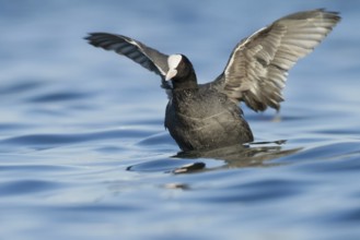 Eurasian Coot (Fulica atra), Zurich, Switzerland