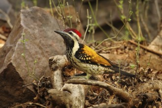 Black-rumped Flameback (Dinopium benghalense) male, Rajasthan, India