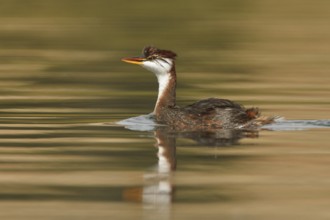 Titicaca Flightless Grebe (Rollandia microptera) in lake Titicaca in Bolivia, South America