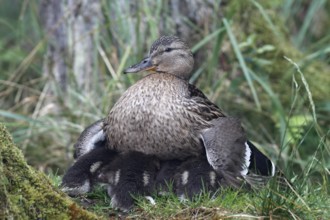 Mallard (Anas platyrhynchos) with chicks, Mecklenburg-Western Pomerania, Germany