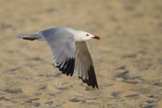 Audouin's Gull (Ichthyaetus audouinii) flying, Mallorca, Spain