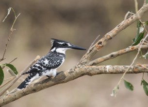 Pied Kingfisher (Ceryle rudis), Uganda