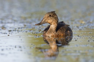 Freckled Duck (Stictonetta naevosa), Victoria, Australia