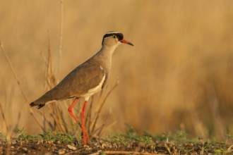 Crowned Lapwing (Vanellus coronatus), Mpumalanga, South Africa