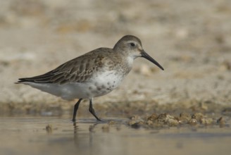 Dunlin (Calidris alpina), Oman