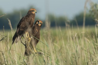 Western Marsh Harrier (Circus aeruginosus) juvenile, Schleswig-Holstein, Germany