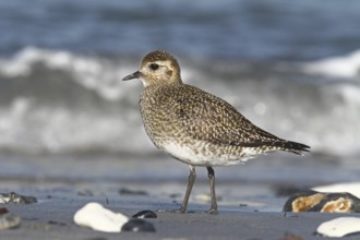European Golden Plover (Pluvialis apricaria), Schleswig-Holstein, Germany