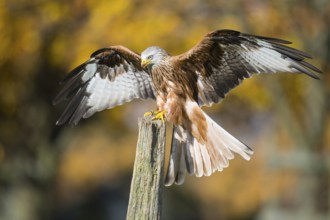 Red Kite (Milvus milvus) flying, Lower Saxony, Germany