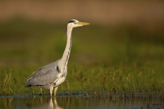 Grey Heron (Ardea cinerea), Schleswig-Holstein, Germany